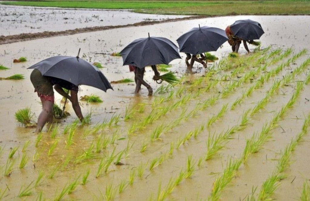 Improved Monsoon Boosts Kharif Crop Cultivation agriculture 2
