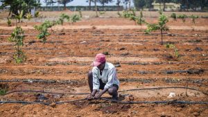 agriculture 4