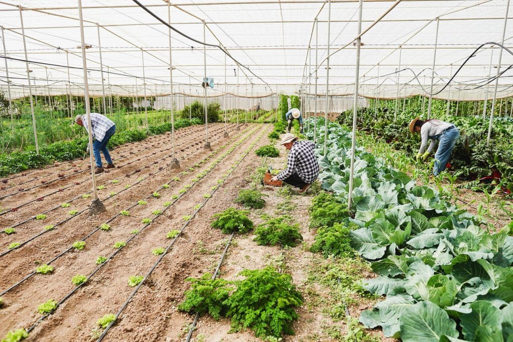 agriculture 5