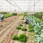 agriculture 5