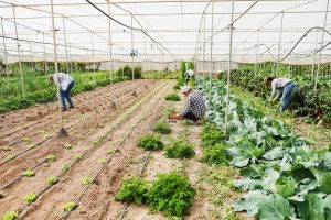 agriculture 5