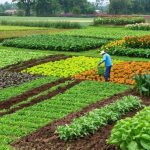 agriculture 7