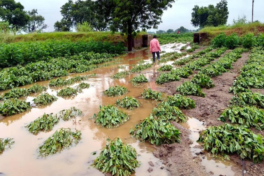 Crop Damage Assessment Continues After Unseasonal Weather breaking 3